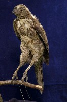 鳳頭蒼鷹藏品圖，第1張